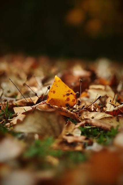 并赢得了欧 并赢得了欧